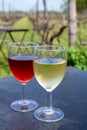 Tasting of white and rose wine on Dutch winery and vineyard in North Brabant, Netherlands, rows on growing grape plants Royalty Free Stock Photo