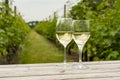 Tasting of white wine on Dutch vineyard in North Brabant