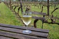 Tasting of white wine on Dutch winery and vineyard in North Brabant, Netherlands, rows on growing grape plants Royalty Free Stock Photo