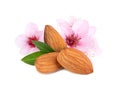 Tasty almonds, pink flowers and green leaves on white background Royalty Free Stock Photo