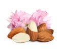 Tasty almonds and pink flowers on white background Royalty Free Stock Photo