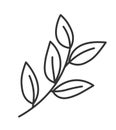 Tasty basil, drawing of herb for cooking vector