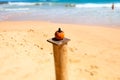 Single coconut in the beach, Sri Lanka, Asia