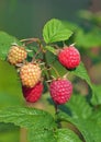 Tasty berries of raspberry on branches