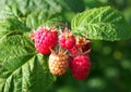 Tasty berries of raspberry on branches