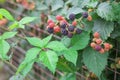 Tasty berry of blackberries growing in the garden