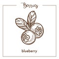 Tasty blueberry with leaves monochrome berry sepia sketch