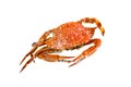 Tasty boiled crab - ready for eat