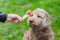 Tasty bone & Dog waiting for his lunch Royalty Free Stock Photo