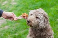 Tasty bone & Dog waiting for his lunch Royalty Free Stock Photo