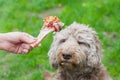 Tasty bone & Dog waiting for his lunch Royalty Free Stock Photo