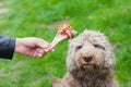 Tasty bone & Dog waiting for his lunch Royalty Free Stock Photo
