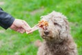 Tasty bone & Dog waiting for his lunch Royalty Free Stock Photo