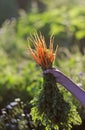 The tasty bunch young carrots in the child's hand