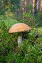 Beautiful mushroom boletus edulis in the forest Royalty Free Stock Photo