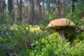 Beautiful mushroom boletus edulis in the forest Royalty Free Stock Photo