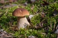 Mushrooms boletus eduli Royalty Free Stock Photo