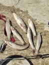 Tasty fish swat river Fizaghat fish point Royalty Free Stock Photo