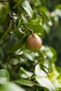 Tasty flavourful juicy healthy organic young pear on a branch of a tree with drops of rain Royalty Free Stock Photo