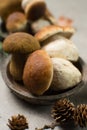 Tasty food - fresh porcini boletus oak muchrooms, high quality,