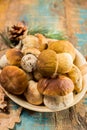 Tasty food - fresh porcini boletus oak muchrooms, high quality,