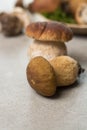 Tasty food - fresh porcini boletus oak muchrooms, high quality,