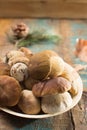 Tasty food - fresh porcini boletus oak muchrooms, high quality,