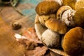 Tasty food - fresh porcini boletus oak muchrooms, high quality,