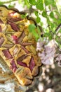 Tasty fresh baked rustic rhubarb pie - picnic time