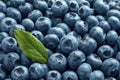 Tasty fresh blueberries with green leaf as background, closeup Royalty Free Stock Photo