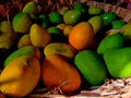 Tasty fresh Ripen yellow and raw green mangoes together