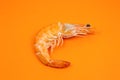 Tasty fresh Shrimp or Prawn on the orange background..Close up photo. Healthy seafood. Minimalism, original and creative image.