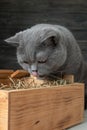 Tasty hay! Curious cat tastes dry grass