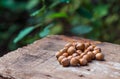 Tasty Hazelnuts lying on rustic wooden background