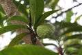 sugar apple on tree in firm Royalty Free Stock Photo
