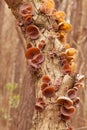 Tasty Judas Ear fungus Auricularia auricula-judae Royalty Free Stock Photo