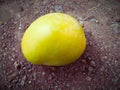 A tasty juicy mango on a sand