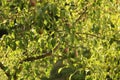 Tasty juicy young pear hanging on tree branch on summer fruits garden as healthy organic concept of nature background Royalty Free Stock Photo