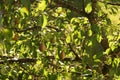 Tasty juicy young pear hanging on tree branch on summer fruits garden as healthy organic concept of nature background Royalty Free Stock Photo