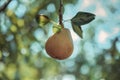 Tasty juicy young pear hanging on tree branch on summer fruits garden as healthy organic concept of nature background Royalty Free Stock Photo