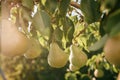 Tasty juicy young pear hanging on tree branch on summer fruits garden as healthy organic concept of nature background. Ripe fruit Royalty Free Stock Photo