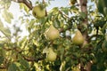 Tasty juicy young pear hanging on tree branch on summer fruits garden as healthy organic concept of nature background. Ripe fruit Royalty Free Stock Photo