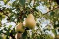 Tasty juicy young pear hanging on tree branch on summer fruits garden as healthy organic concept of nature background. Ripe fruit Royalty Free Stock Photo