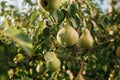 Tasty juicy young pear hanging on tree branch on summer fruits garden as healthy organic concept of nature background. Ripe fruit Royalty Free Stock Photo