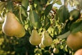 Tasty juicy young pear hanging on tree branch on summer fruits garden as healthy organic concept of nature background. Ripe fruit Royalty Free Stock Photo