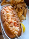 tasty Maine lobster roll served on plate Royalty Free Stock Photo