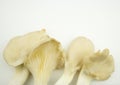 Tasty oyster mushrooms on white background