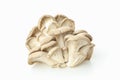 Tasty oyster mushrooms on white background, close up