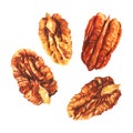 Tasty pecan nut, pecan broken halves and pieces, dried pecans set, close-up, package design element, organic snack
