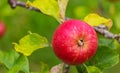Tasty red apple ripening on the tree in the garden on the sunset light Royalty Free Stock Photo